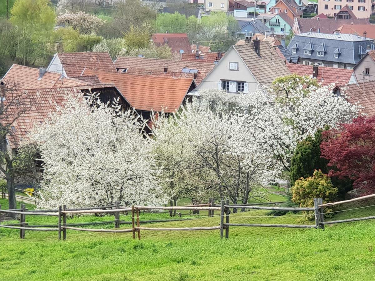 Petit Week End Dans La Vallee Breitenbach-Haut-Rhin Экстерьер фото
